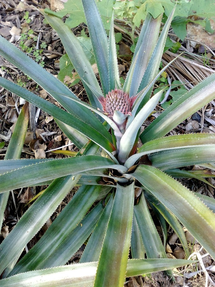 garden-august2012-004