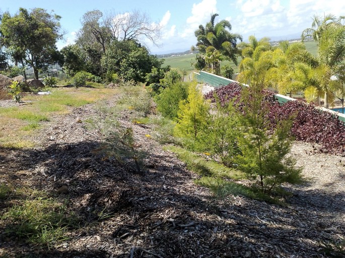 garden-january-2012-005