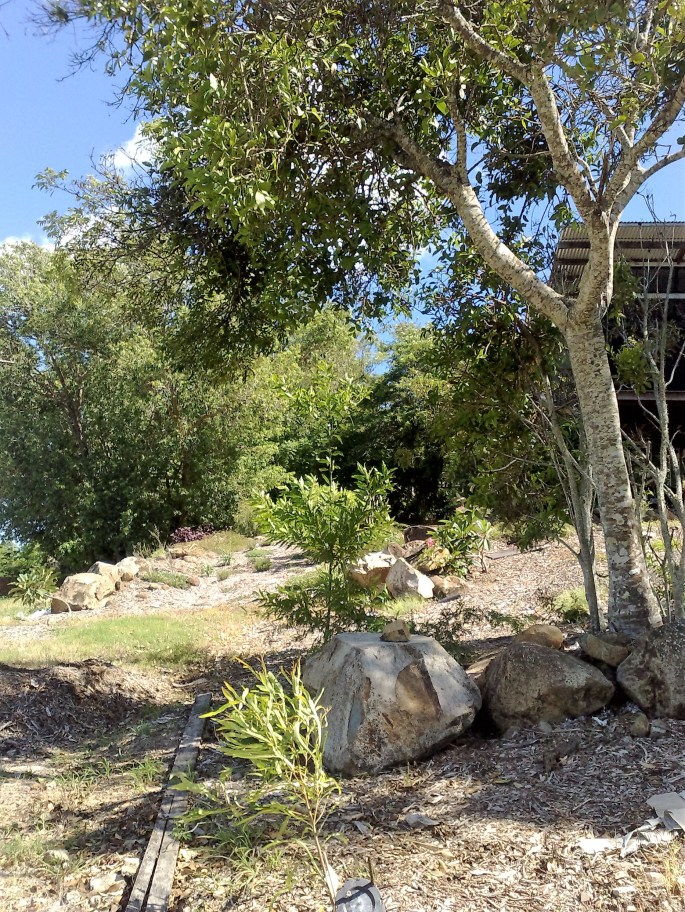 garden-january-2012-013